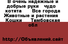 В очень надежные и добрые руки - чудо - котята!!! - Все города Животные и растения » Кошки   . Тамбовская обл.